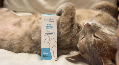 Foto-web-4.jpg__PID:e71996e1-d637-4d75-8f56-2b38df0ff433